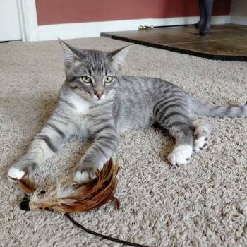 Cayenne -  Domestic Short Hair Cat for Adoption in Woodinville, Washington - Cayenne | PetCurious