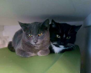 Domestic Short Hair Cats Available for Adoption -  Sprout | PetCurious