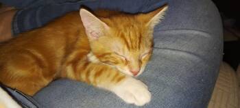 Floor -  Tabby Cat for Adoption in Richmond, Virginia - Floor | PetCurious