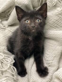Domestic Short Hair Cats Available for Adoption in Decorah, Iowa - Joseph | PetCurious