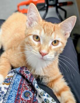 Garfield -  Domestic Short Hair Cat for Adoption in Kansas City, Missouri - Garfield | PetCurious