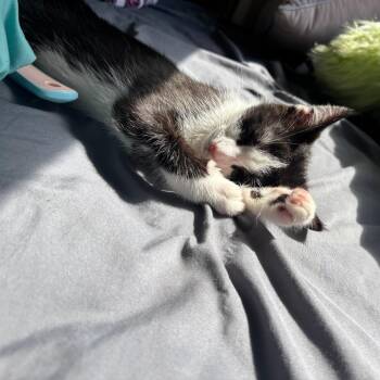 Turbo -  Domestic Short Hair Cat for Adoption in Greensboro, North Carolina - Turbo | PetCurious