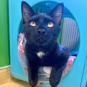 Rescue Domestic Short Hair Cats for Adoption in Hudson, New York - Tommy | PetCurious