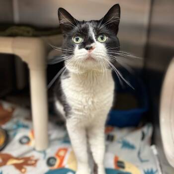 Rescue Domestic Short Hair Cats for Adoption in Fargo, North Dakota - Bladerunner | PetCurious