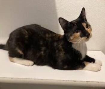 Calico Cats Available for Adoption - Kandy | PetCurious