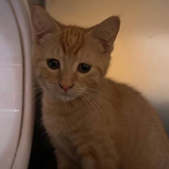 Squishee -  Domestic Short Hair Cat for Adoption in Providence, Rhode Island - Squishee | PetCurious