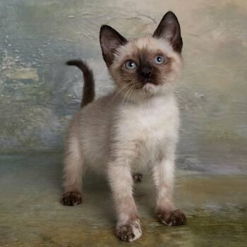Peach - Sweet As Pie - Coming Soon -  Siamese Cat for Adoption in League City, Texas - Peach - Sweet As Pie - Coming Soon | PetCurious