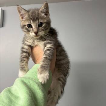 Tuck -  Domestic Short Hair Cat Available for Adoption in Granville, Ohio - Tuck | PetCurious