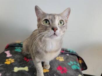 ZOEY -  Domestic Short Hair Cat for Adoption in Santa Clara, California - ZOEY | PetCurious