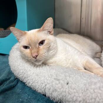 Domestic Short Hair and Mixed Breed Cats Available for Adoption in Titusville, Florida - French Toast | PetCurious