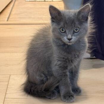 JellyBean -  Domestic Short Hair and Russian Blue Cat for Adoption in Elfin Forest, California - JellyBean | PetCurious