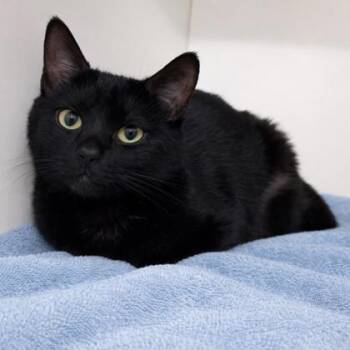 Domestic Short Hair Cats Available for Adoption - Roxy | PetCurious