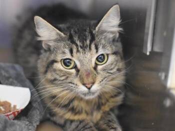 Domestic Medium Hair Cats Available for Adoption in Portland, Oregon - Dusty Rose | PetCurious