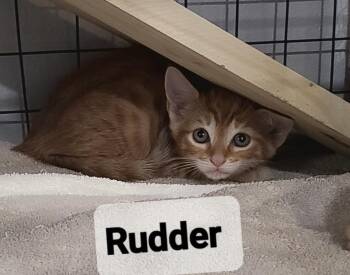 Rudder -  Domestic Short Hair Cat for Adoption in Alafaya, Florida - Rudder | PetCurious