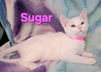 Rescue Domestic Short Hair Cats for Adoption in Macon, Georgia - Sugar | PetCurious
