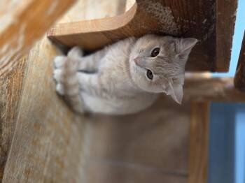 Rescue Domestic Short Hair Cats for Adoption in Park Rapids, Minnesota - Carrot | PetCurious