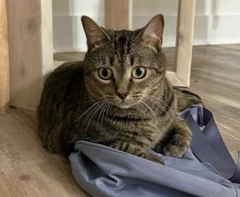 Rescue Domestic Short Hair Cats for Adoption in Greenville, South Carolina - Violet ( Jupiter ET ) (PetSmart Laurens Rd) | PetCurious
