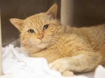 Domestic Short Hair Cats Available for Adoption - BUTTERNUT SQUASH | PetCurious