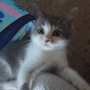 Elizabeth -  Domestic Short Hair Cat Available for Adoption in La Grange, Kentucky - Elizabeth | PetCurious