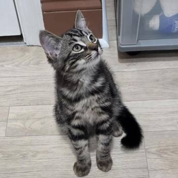 Templeton 0926-146 -  Domestic Short Hair Cat for Adoption in Abingdon, Maryland - Templeton 0926-146 | PetCurious