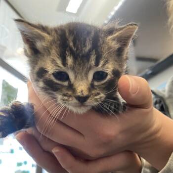 Domestic Short Hair Cats Available for Adoption in Philadelphia, Pennsylvania - Fred FKA Dot | PetCurious