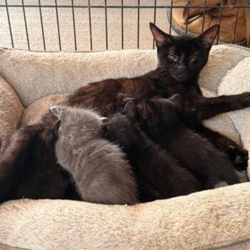 Bucket -  Domestic Short Hair Cat for Adoption in Nashville, Tennessee - Bucket | PetCurious