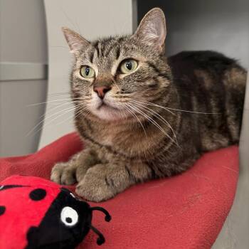 Tomoe -  Domestic Short Hair Cat for Adoption in Ojai, California - Tomoe | PetCurious