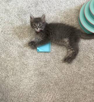 McMuffin -  Domestic Long Hair Cat for Adoption in Mokena, Illinois - McMuffin | PetCurious