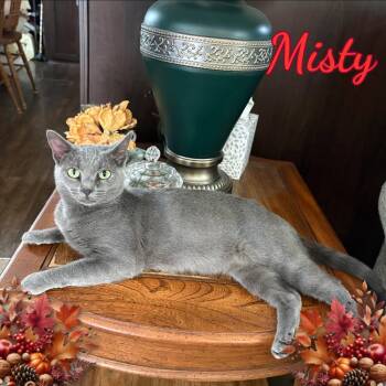 Mama Misty -  Domestic Short Hair Cat for Adoption in Corinth, New York - Mama Misty | PetCurious