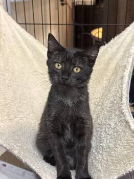 Taki- MD -  Domestic Short Hair Cat for Adoption in Fort Walton Beach, Florida - Taki- MD | PetCurious