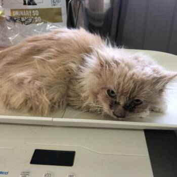 Domestic Long Hair Cats Available for Adoption - Mark Fluffalo | PetCurious