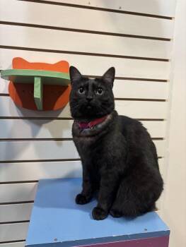 Zelda -  Domestic Short Hair Cat for Adoption in The Colony, Texas - Zelda | PetCurious
