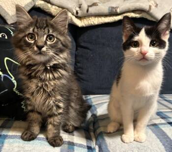 Becks -  Domestic Long Hair Cat for Adoption in Springfield, Pennsylvania - Becks | PetCurious