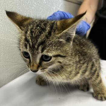 Domestic Short Hair Cats Available for Adoption in Tampa, Florida - Vegas | PetCurious