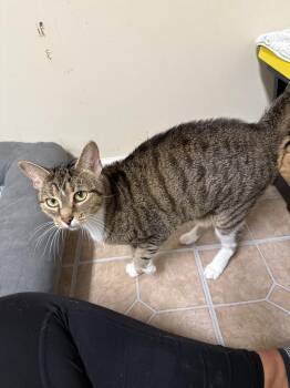 *Rodeo Ruby -  Domestic Short Hair Cat for Adoption in Newnan, Georgia - *Rodeo Ruby | PetCurious