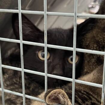 Mitzo -  Domestic Short Hair Cat for Adoption in Lufkin, Texas - Mitzo | PetCurious