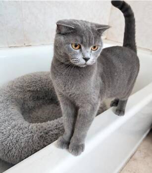 Seraphina -  Scottish Fold Cat for Adoption - Seraphina | PetCurious