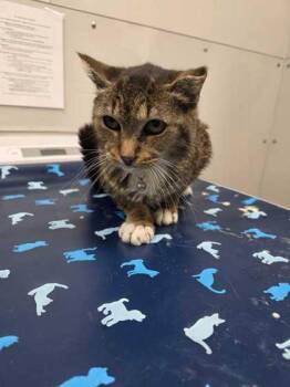 Jason -  Domestic Short Hair Cat for Adoption in Sevierville, Tennessee - Jason | PetCurious