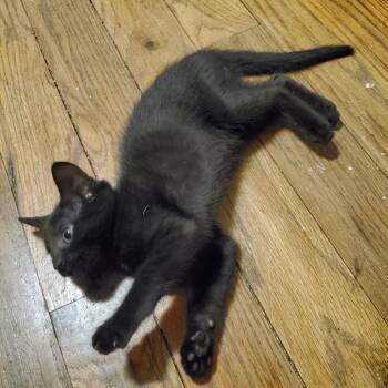 Chocolate -  Domestic Short Hair Cat for Adoption in Granville, Ohio - Chocolate | PetCurious