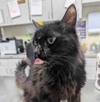 Domestic Long Hair Cats Available for Adoption in Des Moines, Iowa - Calvin | PetCurious
