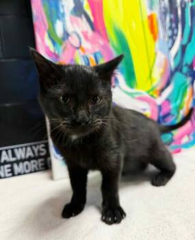 Rescue Domestic Medium Hair Cats for Adoption in Effingham, Illinois - Velvet | PetCurious