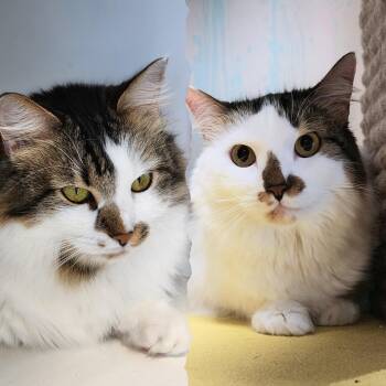 Rescue Domestic Medium Hair Cats for Adoption in Austin, Texas - Mila & Lia - Bonded Sisters Looking For Their Forever | PetCurious
