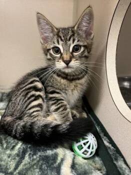 Simba -  Domestic Short Hair Cat for Adoption in Quakertown, Pennsylvania - Simba | PetCurious