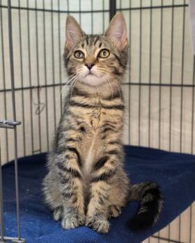 Zephyr -  Domestic Short Hair Cat for Adoption in Novato, California - Zephyr | PetCurious