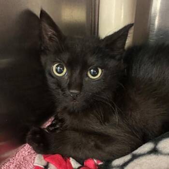 Paul Reed Smith -  Domestic Short Hair Cat for Adoption in Walnut Creek, California - Paul Reed Smith | PetCurious
