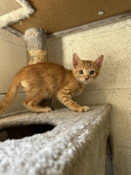 Domestic Short Hair Cats Available for Adoption in Ontario, California - Reggie | PetCurious