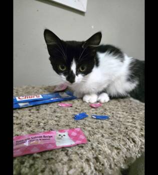 Rescue Domestic Short Hair Cats for Adoption in Spencerville, Ontario - Sid | PetCurious