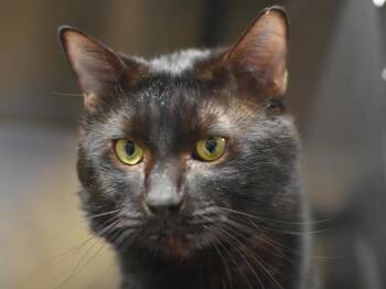 Domestic Short Hair Cats Available for Adoption in Portland, Oregon - Scar | PetCurious