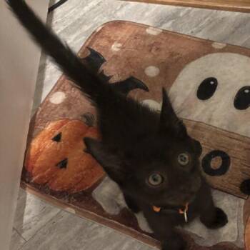 Blackjack -  Domestic Short Hair Cat for Adoption in Tampa, Florida - Blackjack | PetCurious