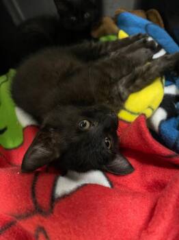 Moth -  Domestic Short Hair Cat for Adoption in Grants Pass, Oregon - Moth | PetCurious